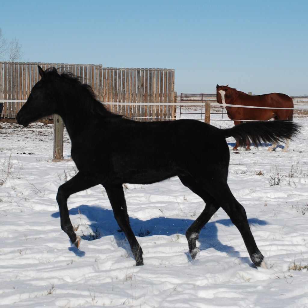 Black thor trotting in the snow