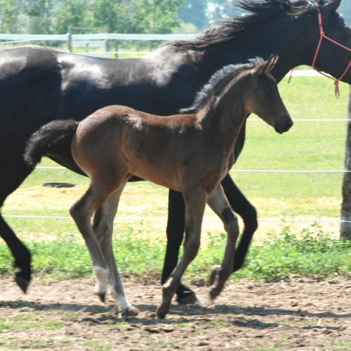 Tabitha 1 month canter